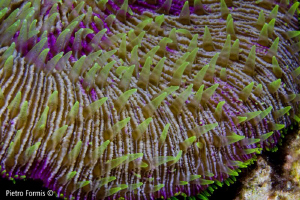 Coral polyps at night by Pietro Formis 